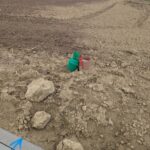 Japankäferfalle in Lörzweiler - ein grünes Plastikrohr mit einem pfleilförmigen Aufsatz auf einem Feld.